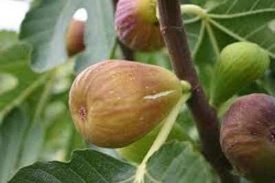 Ficus carica 'Pflzer Frucht Feigenbaum' braun-violette -18C Pflanze  70-100cm | eBay.de