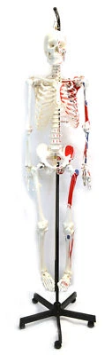 HBARSCI Human Muscular Skeleton Model - Hanging Stand - Eisco Labs