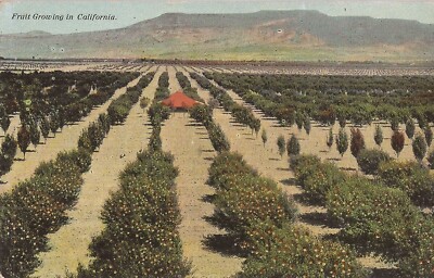 AGRICULTURE - Fruit Growing in CALIFORNIA