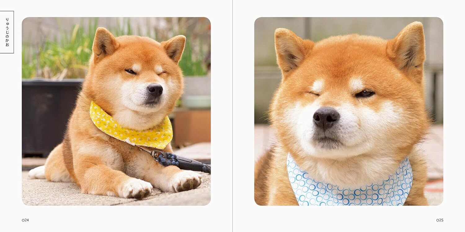 Shibainu Ryuji Japanese Book KAWAII Shiba Dog Pet Photo Japan for sale  online | eBay