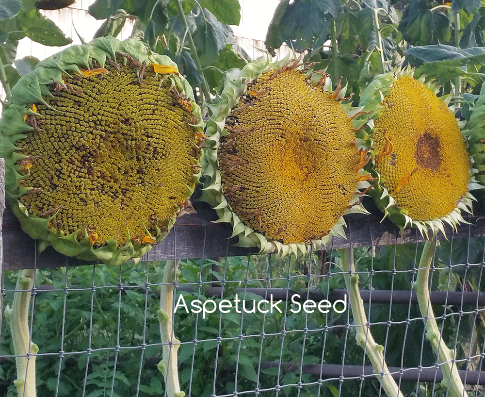 Real Mongolian Giant Sunflower Seeds True to Type Mammoth Competition
