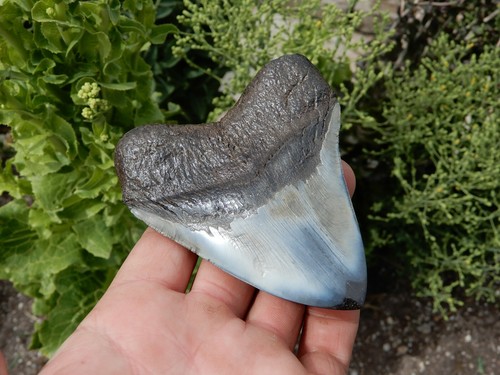 4 INCH MEGALODON FOSSIL SHARK TOOTH STUNNING APPEARANCE - Picture 10 of 10