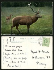 Stag Reindeer Deer Animals A