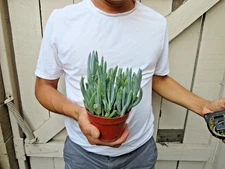 Senecio serpens 'Blue Chalk Sticks Succulent