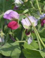 50 AUSTRIAN WINTER PEA Caley Flower Pisum Sativum Ground Cover Crop Legume Seeds