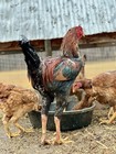 12+ Rare Indio Gigante Hatching Eggs *World’s Tallest Chicken Breed*