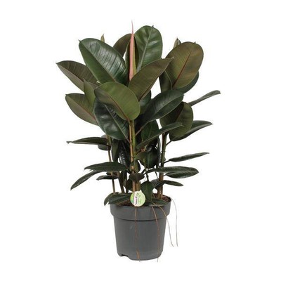 Ficus Robusta   Gummibaum   Zimmerpflanze   Ø27cm    90cm   große