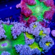 Ultra Rock Flower Anemone Rainbow 3 Pack