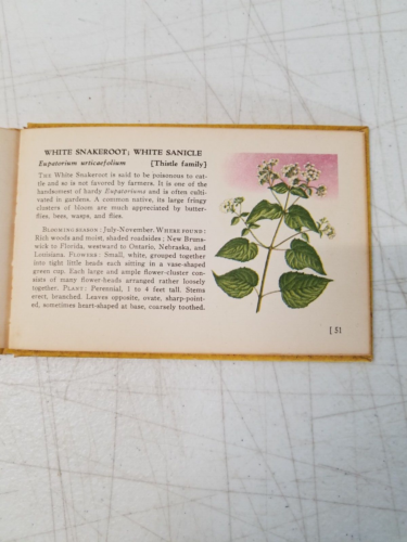 Vintage 1945 A Guide To Wild Flowers Woodland Flowers Whitman Hardcover 1718 - Bild 6 von 9