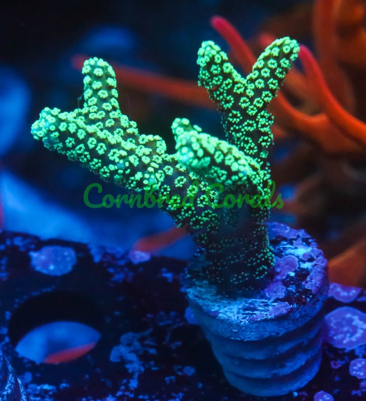 Cornbred's Neon Lights Birds Nest - Frag - LIVE CORAL
