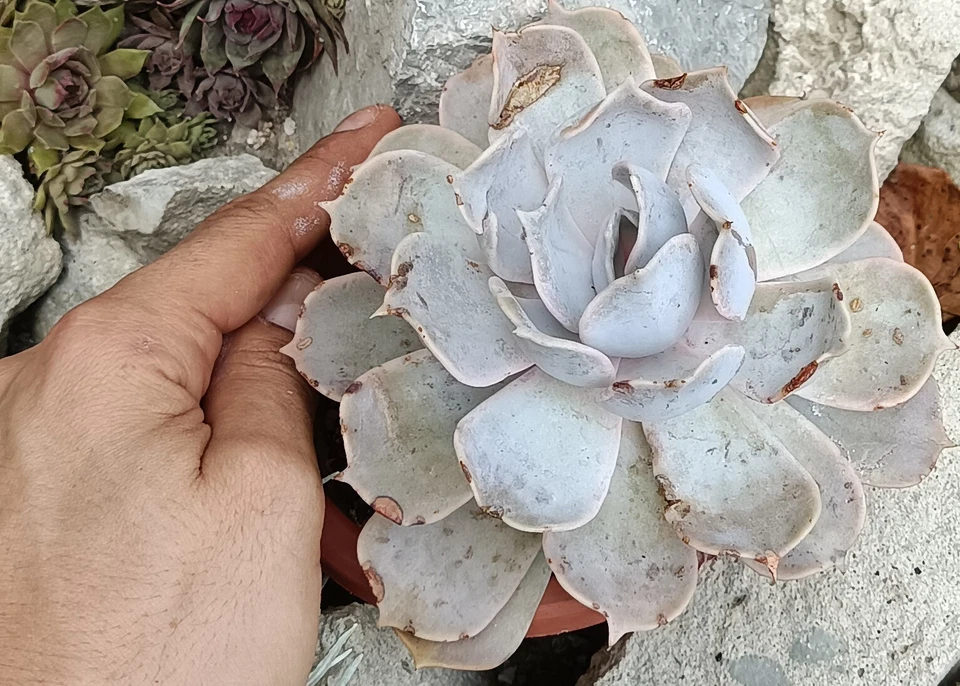 Echeveria lilacina big rare succulent cactus cacti live plant free gift - Image 2 of 4