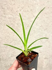 Cymbidium Hanalei alba x canaliculatum var. sparkesii  SapphireChild Orchids