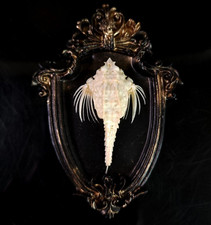 Real Dragon Sea Moth skeleton, Seamoth, Pegasidae, Fish Taxidermy, Vintage Frame