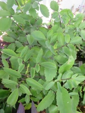 Organic Leaf of life Miracle Leaf 10 Fresh Leaves