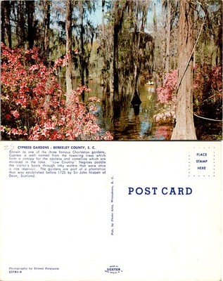 Postcard Cypress Gardens Berkeley County South Carolina Color View Card