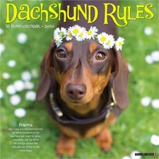 Dachshund Rules 2026 12 X 12 Wall Calendar (Bookbook - Detail Unspecified)