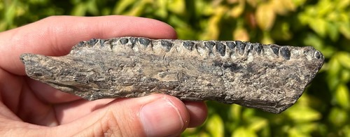 Rara mascella di pesce fossile Saurodon con denti Texas età cretacea formazione Ozan - Foto 5 di 16