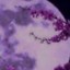 moon-glow
