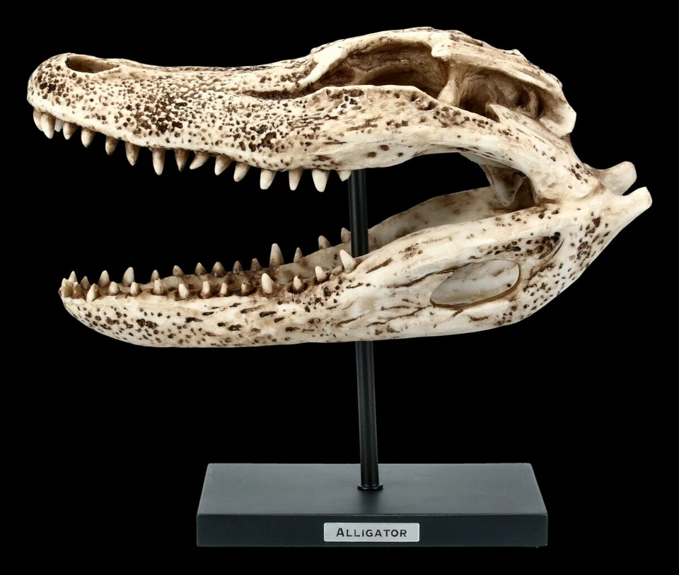 Alligator Totenkopf auf Metall Ständer - Krokodil Reptill Echse Dekostatue - Bild 3 von 4