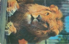 Lion M lyster london zoological