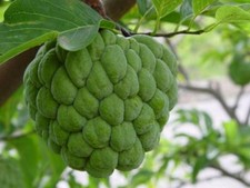 Annona Squamosa 10 Seeds, Sugar Custard Apple Sweetsops Fruit Tree