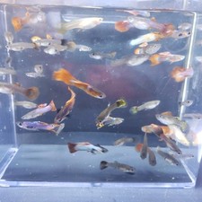 Guppy Male Female Fry HEAVY PREGNANT FEMALES Random Colors Assorted FREE SHIP