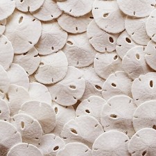 Tumbler Home Small Natural White Sand Dollars 50 Pcs- Under 1" Inch - Small S...