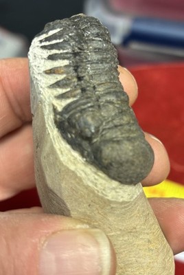 Colorful Crotalocephalus trilobite fossil Devonian Top quality 