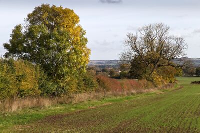 Photo 12x8 Autumn Hedgerow Batsford View ESE from the footpath to Bourton- c2015