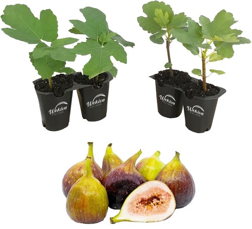 100x Ficus benjamina Gummibaum Zimmer Garten Pflanzen - Samen B1493 | eBay