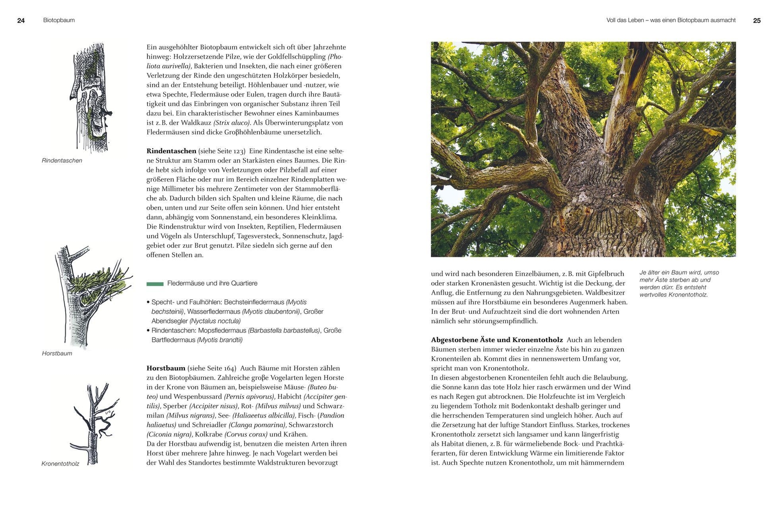 Thumbnail - Lebensraum Baum Volker Binner