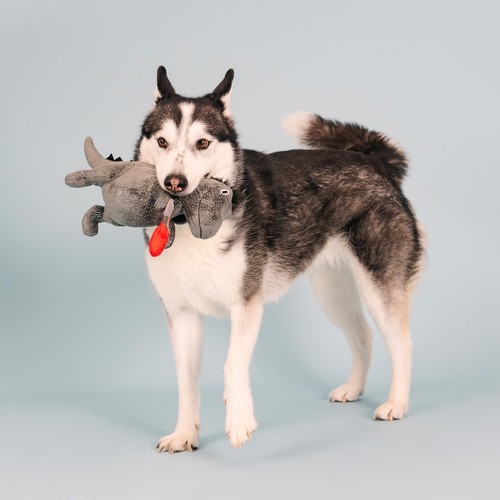Studio Plush Dog Toy, Rocker Rex, Pet Collection (314214) - Picture 4 of 5
