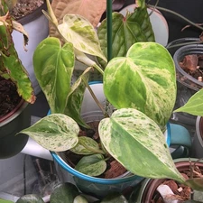 Verigated Heartleaf Philodendron