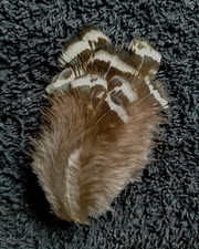 Fly tying / Native crafts / art / cards - Lady Amherst's Pheasant rump feathers