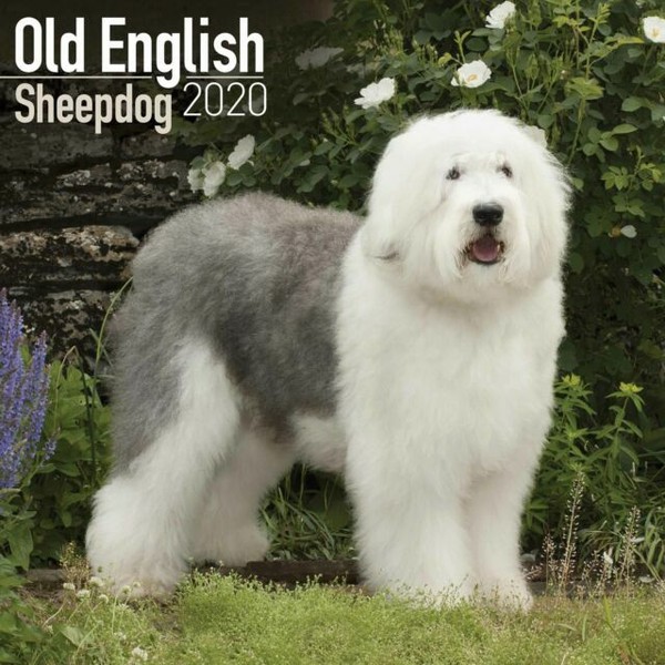 Old English Sheepdog Calendar 2020 by Avonside Publishing Ltd