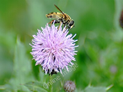 Foto 6x4 Sonnenfliege (Helophilus pendulus) auf Distel - Llanmaes Llanmaes\/S um 2009