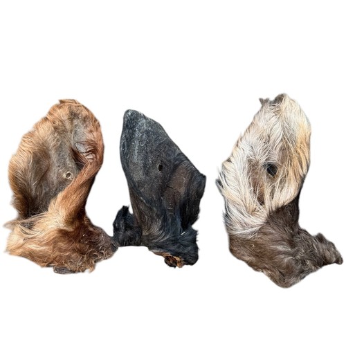 3 X Air Dried 100% Natural Large Hairy Beef Ears Dog Treat Chew Hypoallergenic - Picture 5 of 8