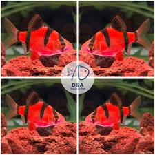 Premium Live Pink Tiger Barb - 3 Pack - Freshwater Aquarium Fish - USA Seller