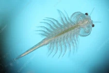 1 lb / 125k Wholesale Live Brine Shrimp - Artemia - Free Shipping - Live Arrival