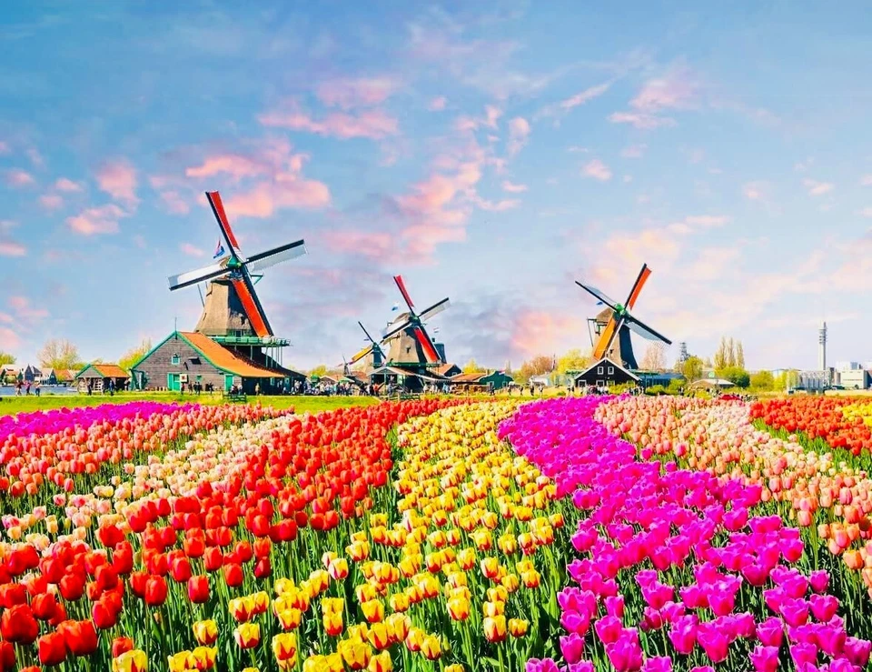 25 Rainbow Mix Tulip Flower Bulbs, Dutch Grown, Imported from Holland - Image 4 of 4