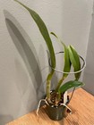 Lc. Egeria `Tammy' Original Division Blue Coerulea Cattleya Orchid Plant — photo 7