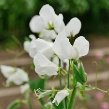 Sweet Pea Royal White Vine -  Seeds - Fragrant - Pure White Blooms - Lathyrus