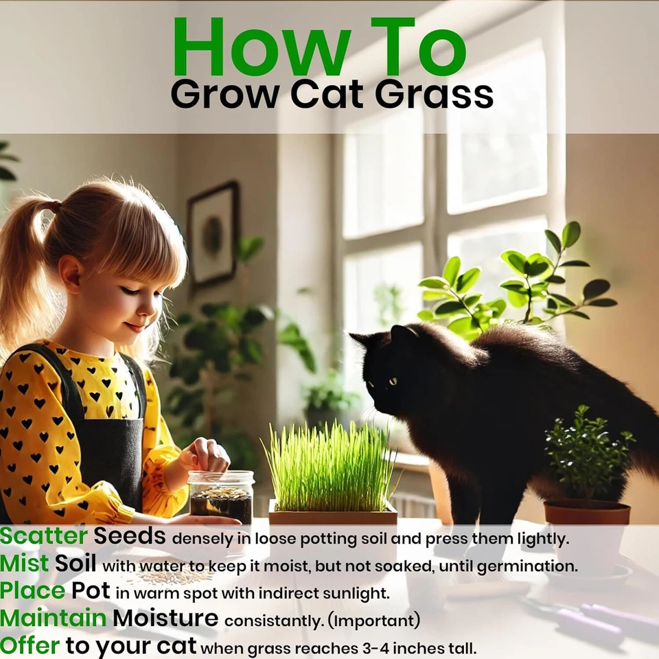 Cat Grass & Catnip Seeds 3-Pack Oat Barley Indoor Kit Hierba Gatos - Image 4 of 4