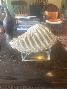 Woolly Mammoth Tooth Molar