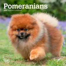 Pomeranians | 2026 7x14" (Hanging) Monthly Mini Wall Calendar