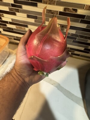 4 Small Dragon Fruit Cutting   5 Inches For Grafting