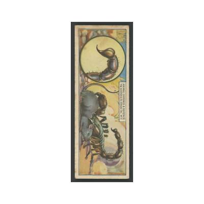 Scorpion and Its Stinging Tail 1928 Typhoo Tea Animal Offense Defense #17 Poor