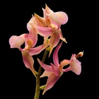 Mormodes rosea Fragrant Pink Bloom Size Orchid Species 4.5” Pot Two New Growths