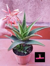 ALOE VERA DELAETII (RARO INCROCIO ALOE VERA) BIO,  pianta di 2 anni. succulenta