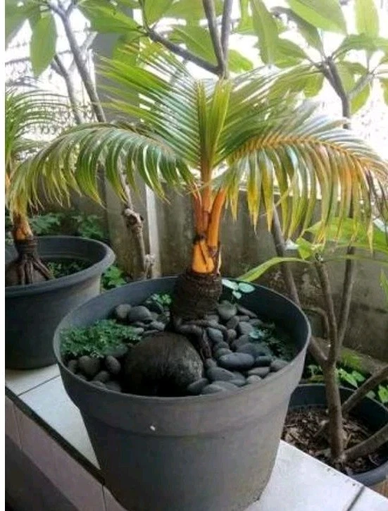 Coco Bonsai-Live Sprouted Dwarf Coconut Palm – Bonsai Style for Indoor Pots - Image 3 of 4